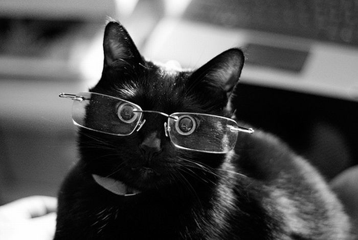 Cats Wearing Glasses (25 pics)