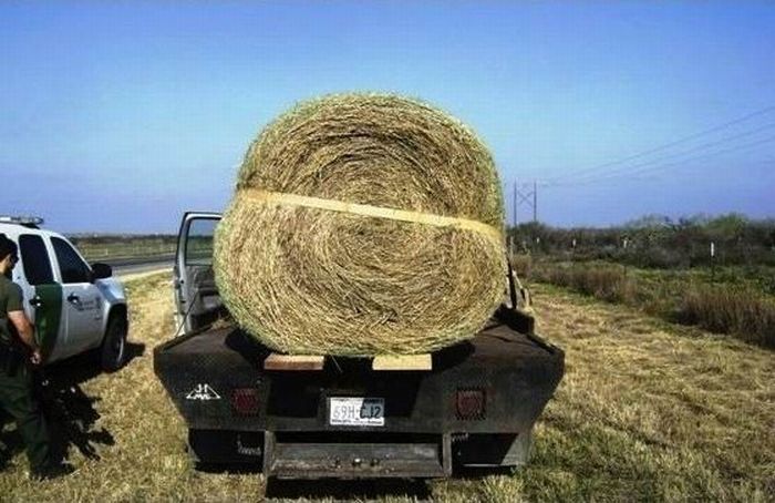 What's Inside This Haystack? (4 pics)