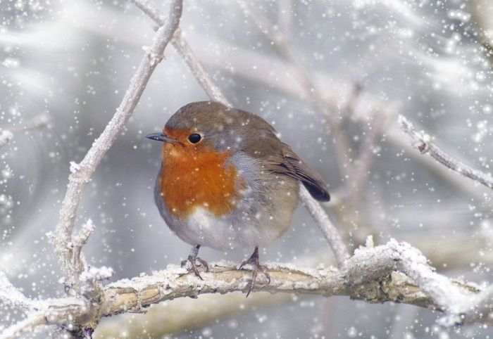 Amazing Winter Photography (65 pics)