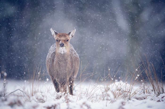 Amazing Winter Photography (65 pics)