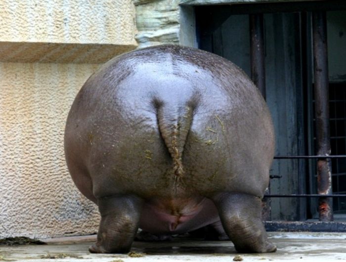 Acid Picdump (93 pics)