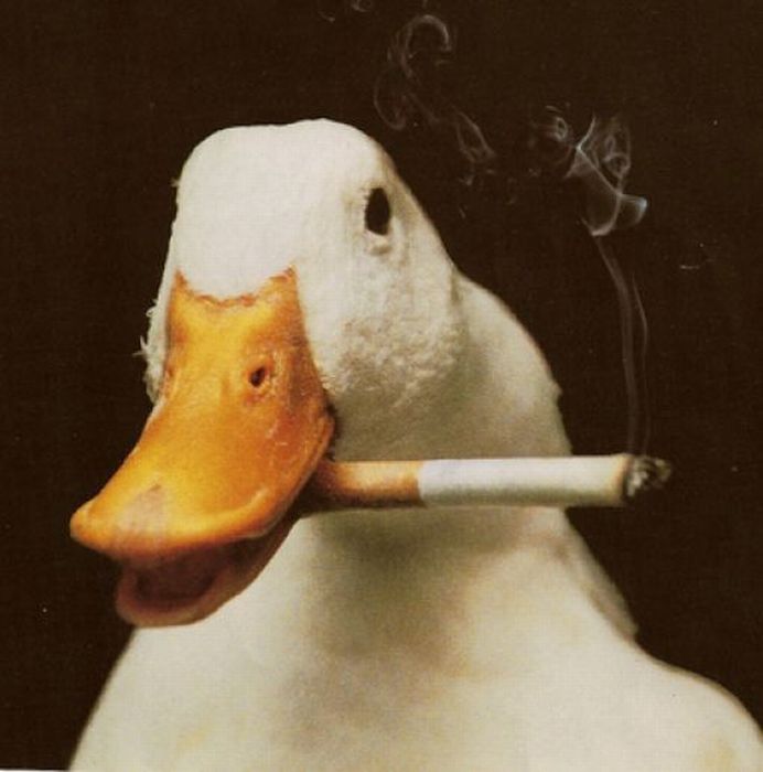 Acid Picdump (93 pics)