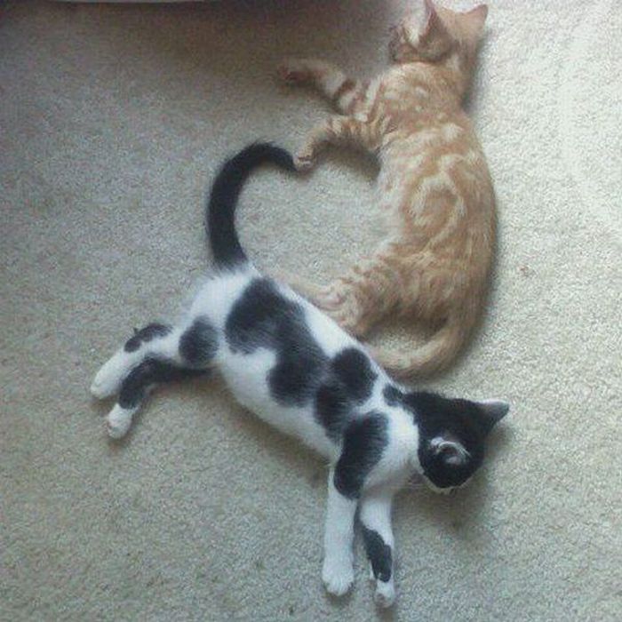 Acid Picdump (93 pics)