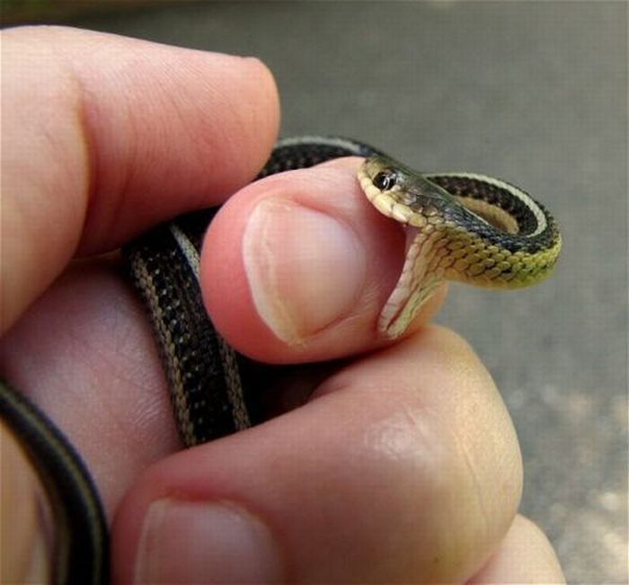 Acid Picdump (93 pics)