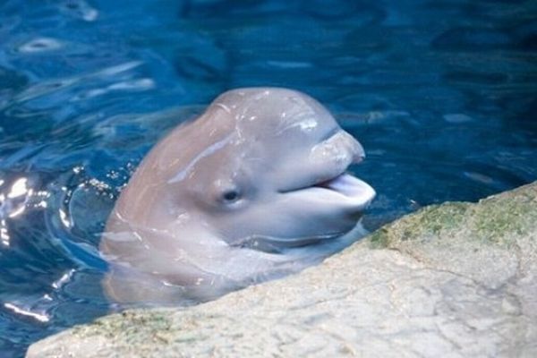 Baby Beluga (6 pics)