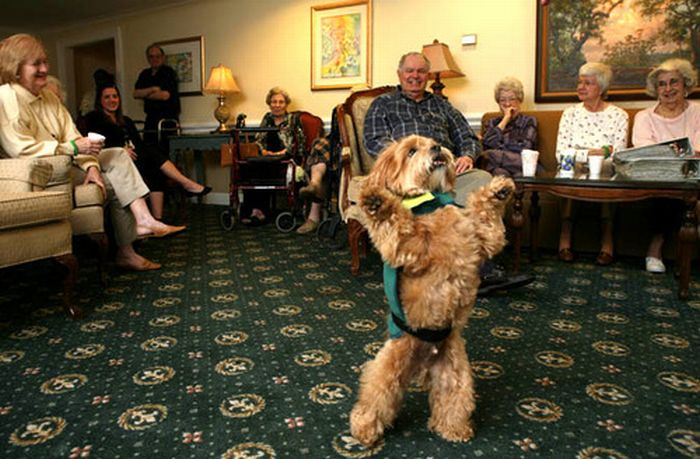 Dogs Walking on Two Legs (20 pics)