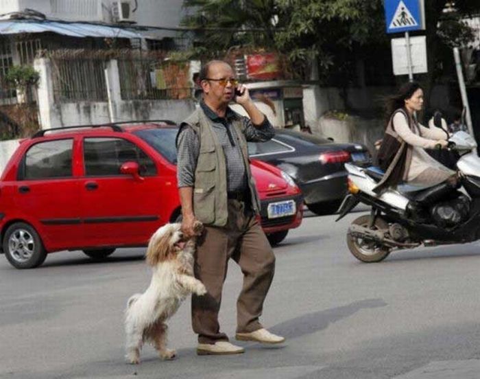 Dogs Walking on Two Legs (20 pics)