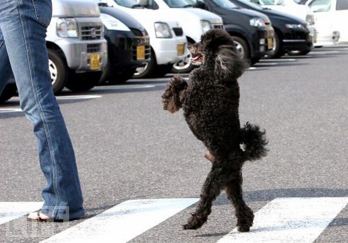 Dogs Walking on Two Legs (20 pics)