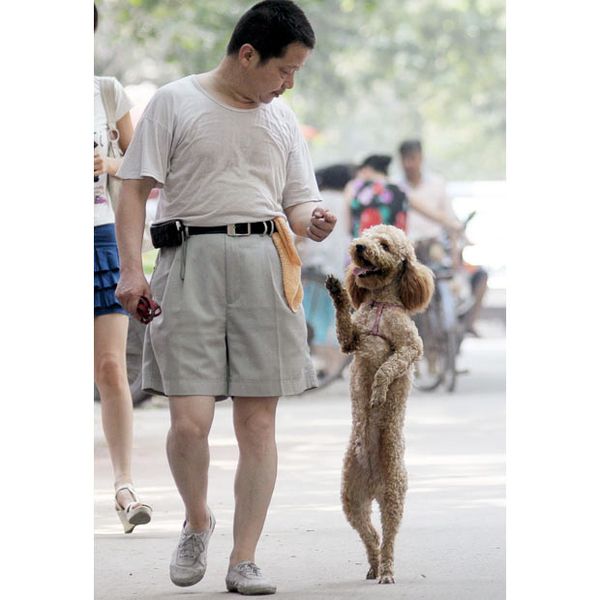 Dogs Walking on Two Legs (20 pics)