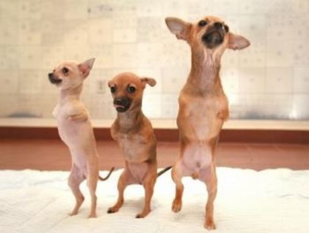 Dogs Walking on Two Legs (20 pics)