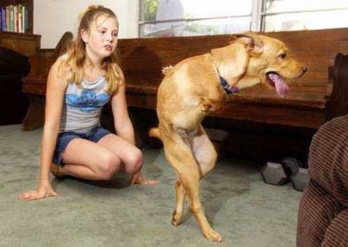 Dogs Walking on Two Legs (20 pics)