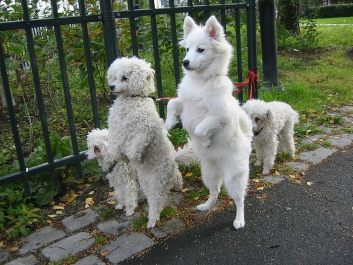 Dogs Walking on Two Legs (20 pics)