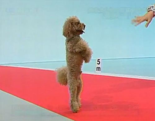 Dogs Walking on Two Legs (20 pics)
