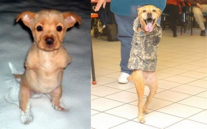 Dogs Walking on Two Legs (20 pics)