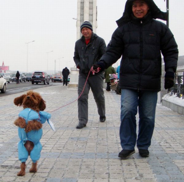 Dogs Walking on Two Legs (20 pics)