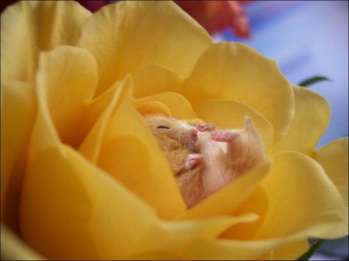 Hamsters and Flowers (16 pics)