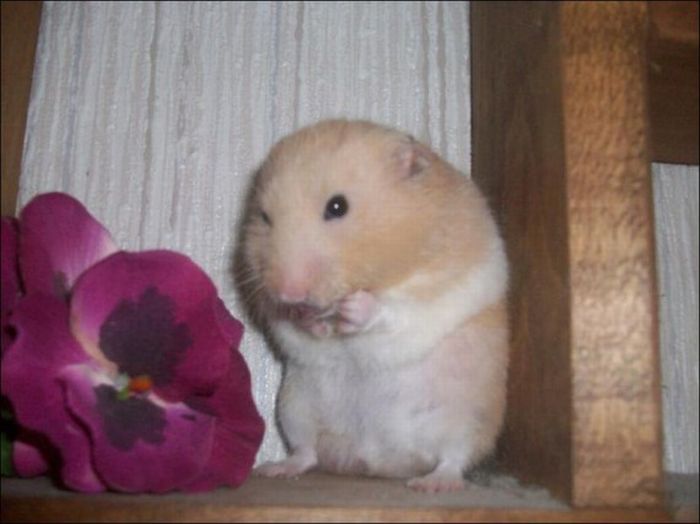 Hamsters and Flowers (16 pics)