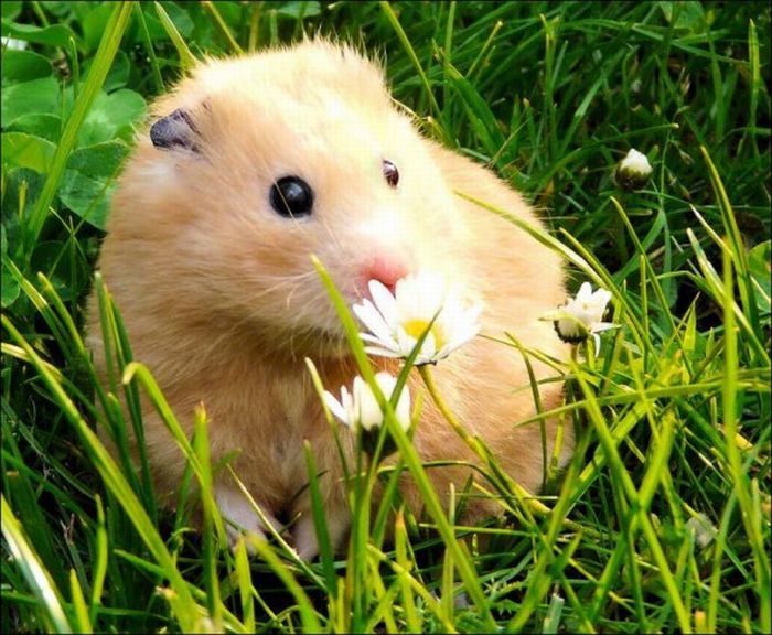 Hamsters and Flowers (16 pics)