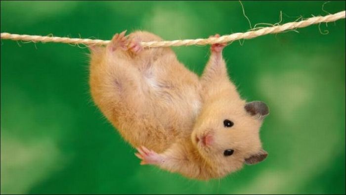 Hamsters and Flowers (16 pics)