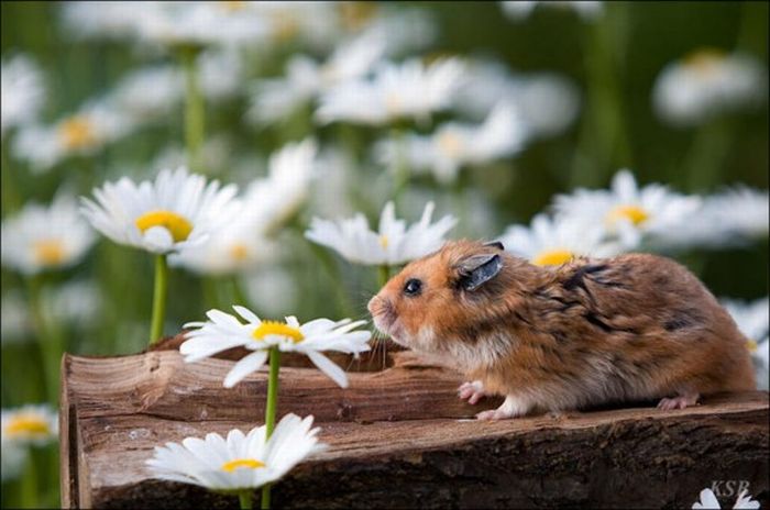 Hamsters and Flowers (16 pics)