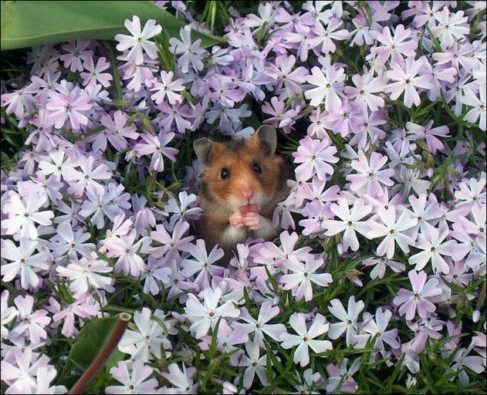 Hamsters and Flowers (16 pics)