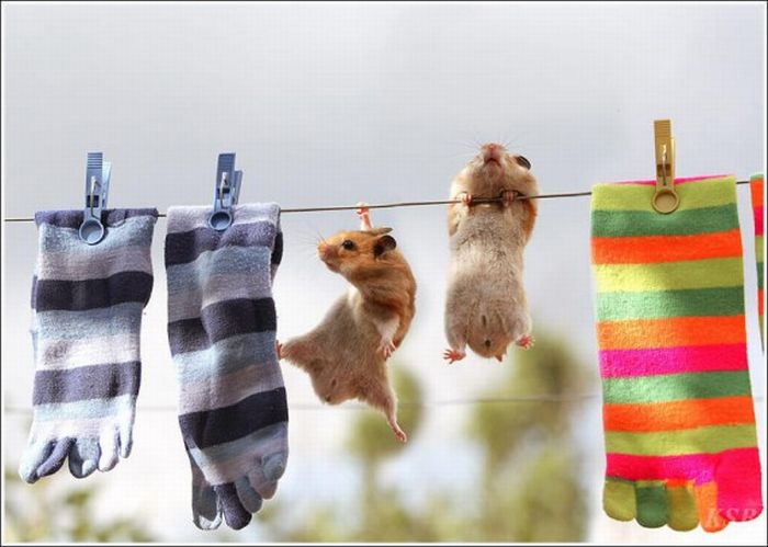 Hamsters and Flowers (16 pics)