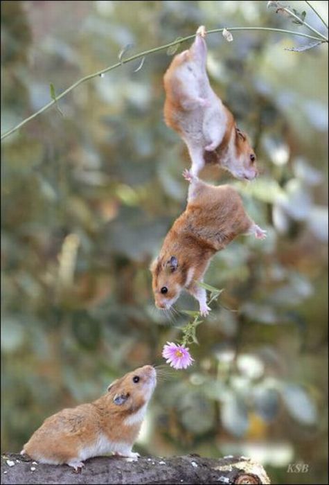 Hamsters and Flowers (16 pics)