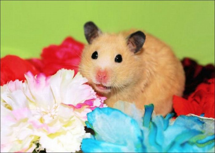 Hamsters and Flowers (16 pics)