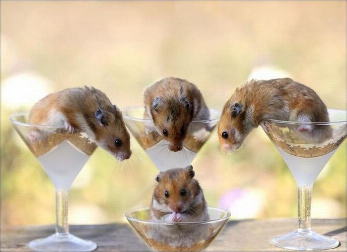 Hamsters and Flowers (16 pics)