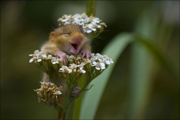 Hamsters and Flowers (16 pics)