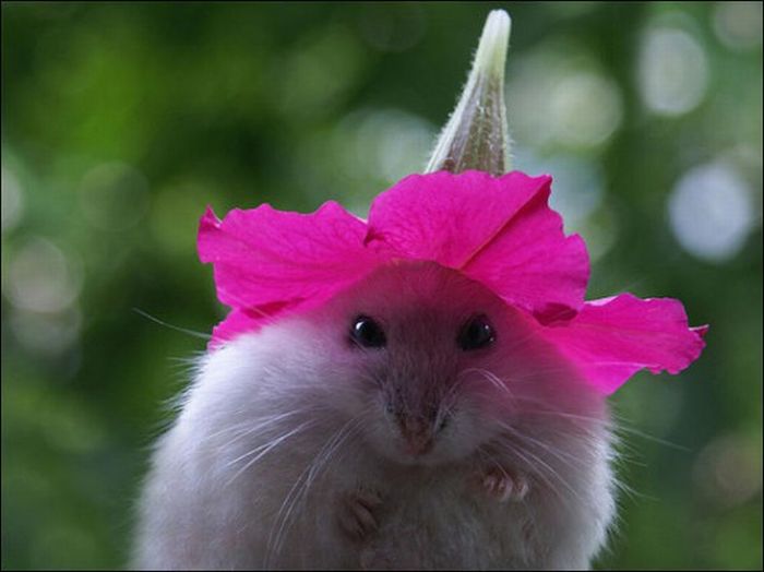 Hamsters and Flowers (16 pics)