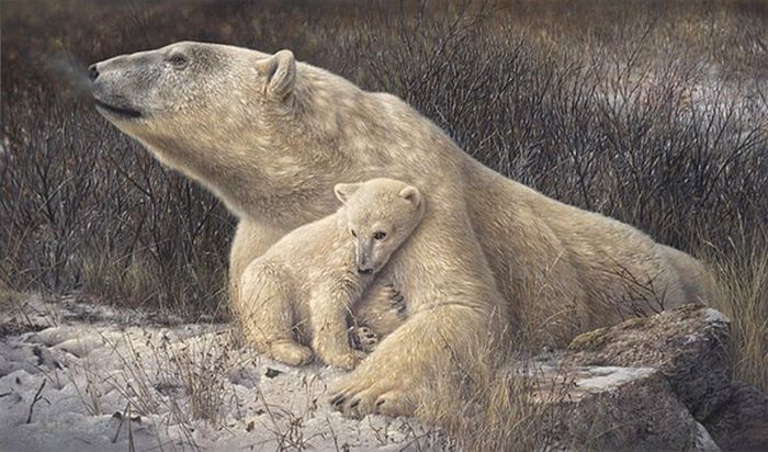 Stunning Wildlife Paintings by Denis Mayer Jr. (13 pics)