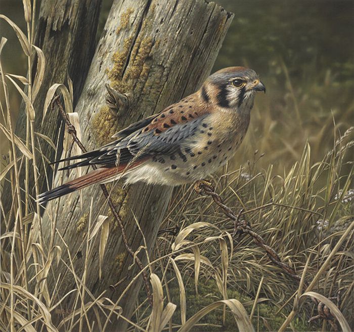 Stunning Wildlife Paintings by Denis Mayer Jr. (13 pics)