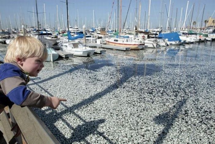 Millions of Dead Fish at King Harbor in Redondo Beach (16 pics)