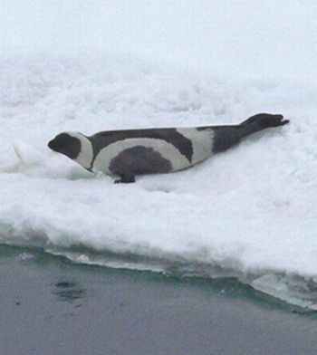 Ribbon Seals (6 pics)