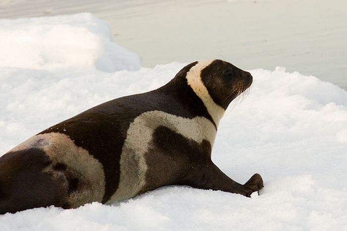 Ribbon Seals (6 pics)