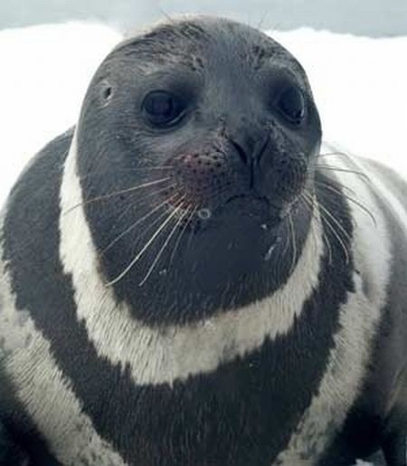 Ribbon Seals (6 pics)