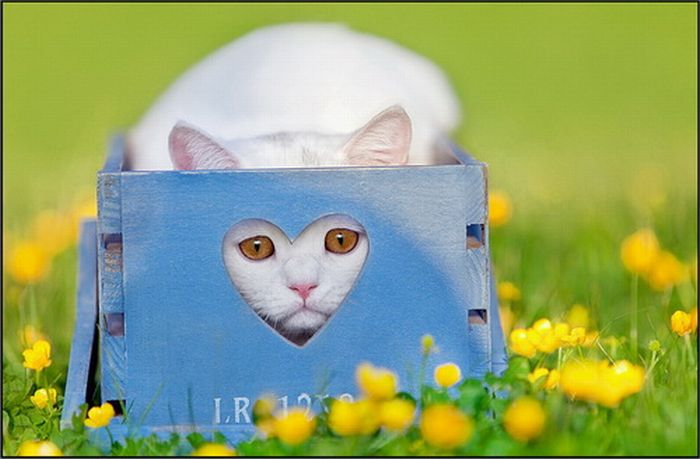 Acid Picdump (91 pics)