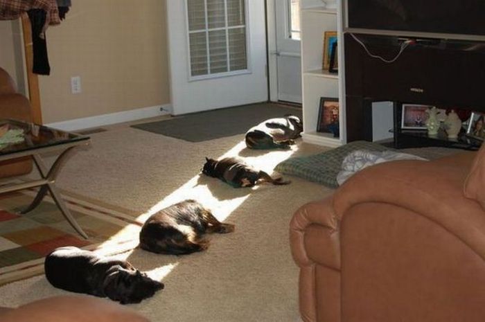Acid Picdump (91 pics)