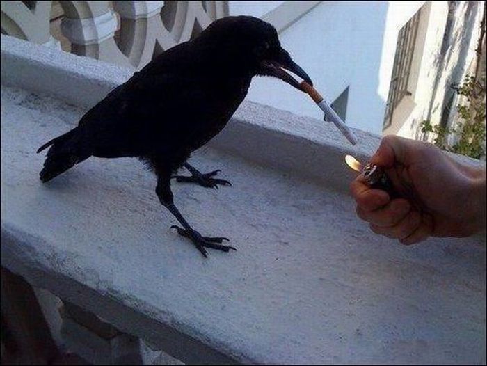 Acid Picdump (91 pics)
