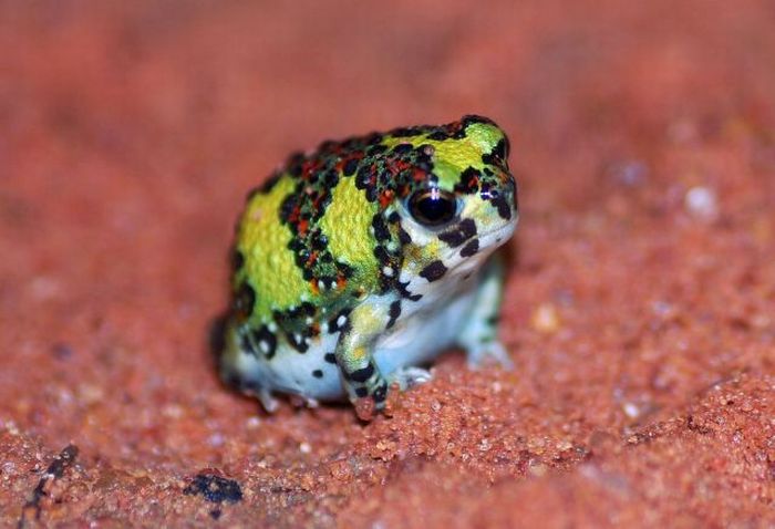Acid Picdump (91 pics)