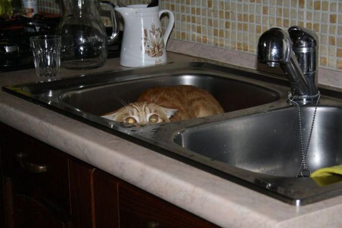 Acid Picdump (91 pics)