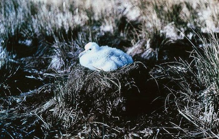 Antarctica in Color, 1915 (19 pics)