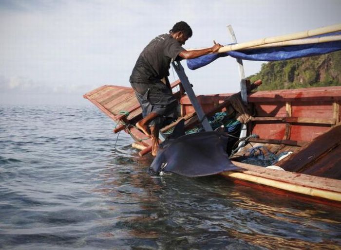 Whale Hunting in Indonesia (23 pics)