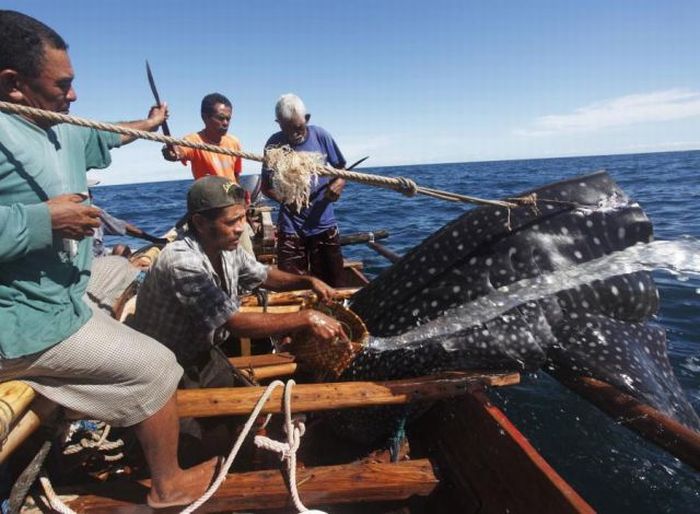 Whale Hunting in Indonesia (23 pics)