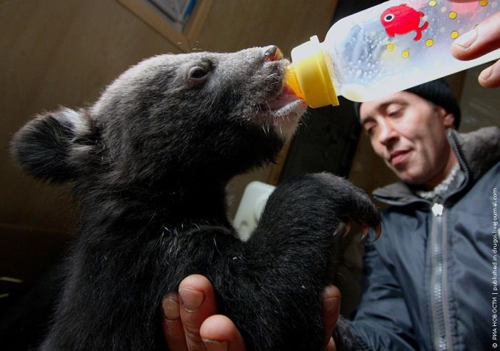 Himalayan Bear Cubs Found New Home (8 pics)