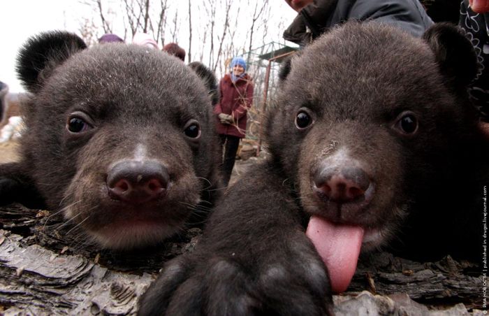 Himalayan Bear Cubs Found New Home (8 pics)
