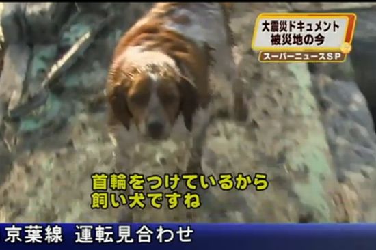 Japanese Dog Refuses to Leave Injured Friend