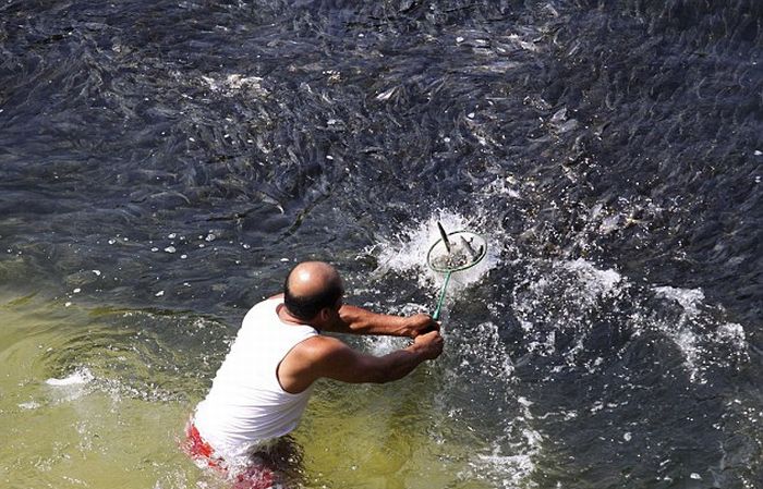 Large Swarms of Fish along the Coast of Acapulco (6 pics)