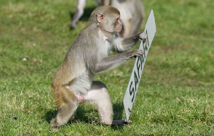 Monkeys Ruined a Car (13 pics)